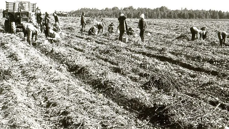 Студотряды ГМИ. Образованы в 1961 году