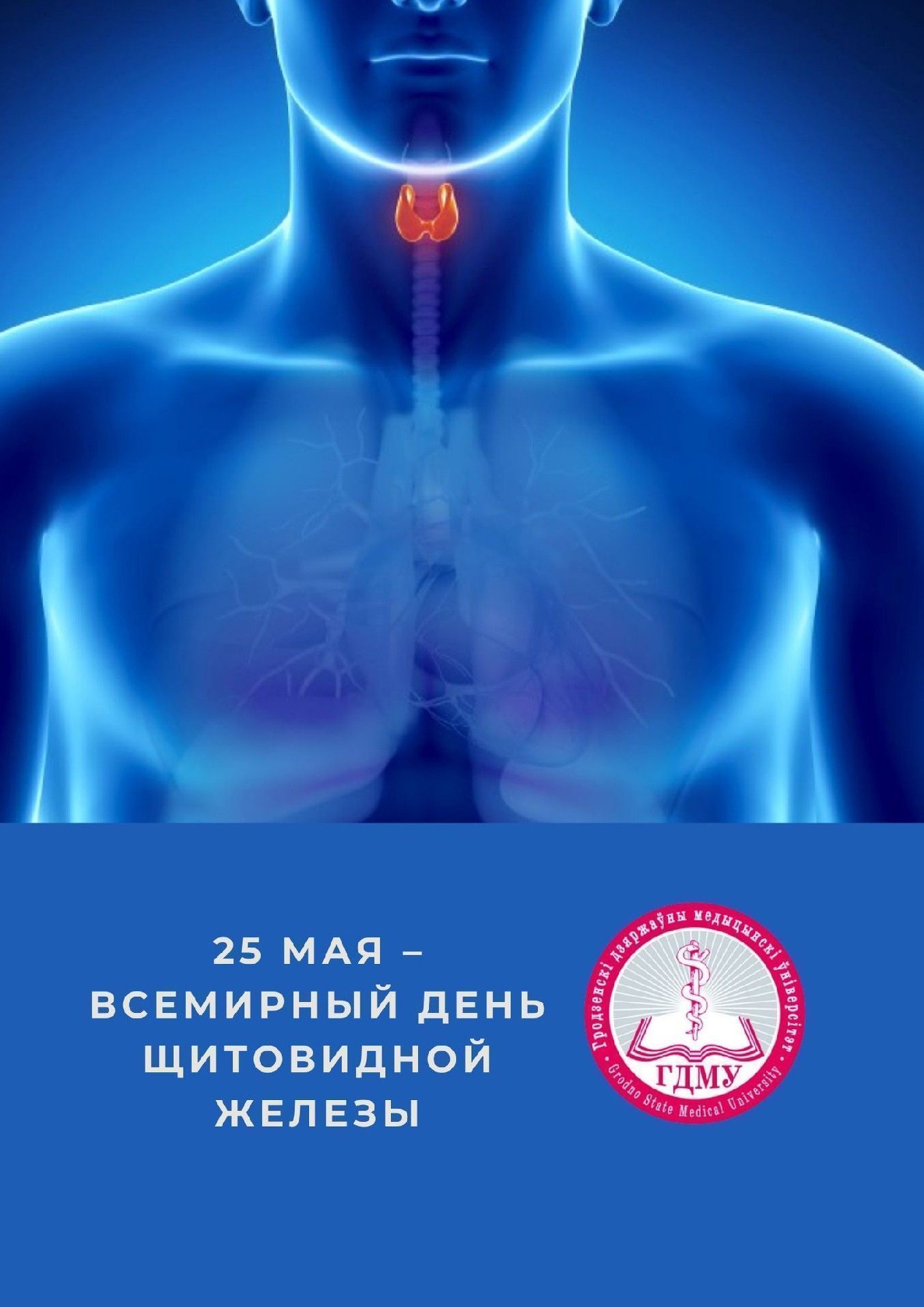 25 мая – Всемирный день щитовидной железы