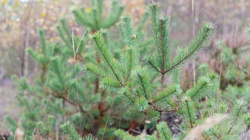 Республиканская акция «Дай лесу новае жыццё!»