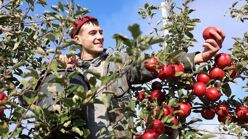 Из университета в сад. Как студенты-медики помогают собирать яблоки в Гродненском районе 